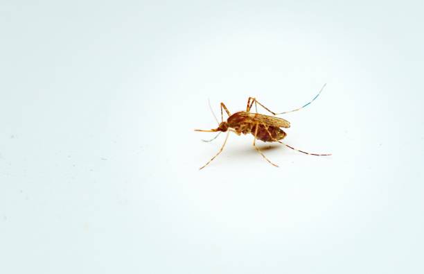 istock Close-Up Of Insect Over White Background 887471504