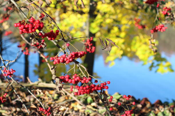 istock Red berries of mountain ash sun illuminates 887472266