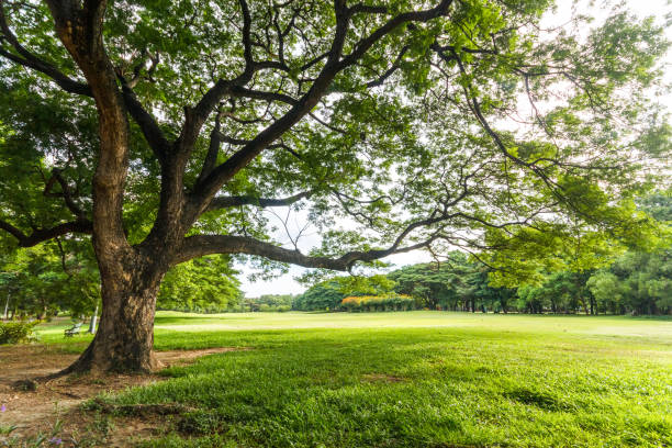 istock Big tree in Beautiful park scene in park with green grass field 887479246