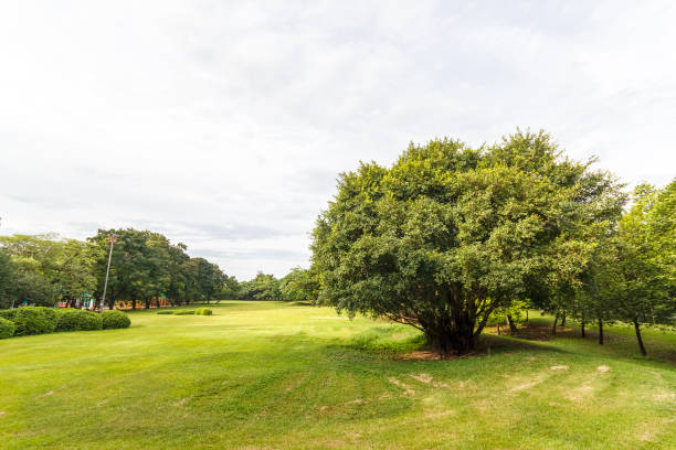 istock Big tree in Beautiful park scene in park with green grass field 887479250