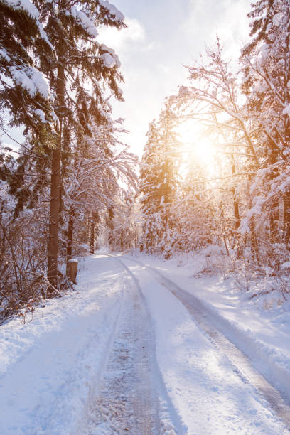 istock Snow covered road in the winter forest. 887479690