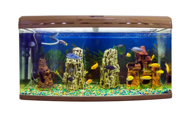 istock Beautiful semi-circular aquarium with tropical fish on a white background 887483496