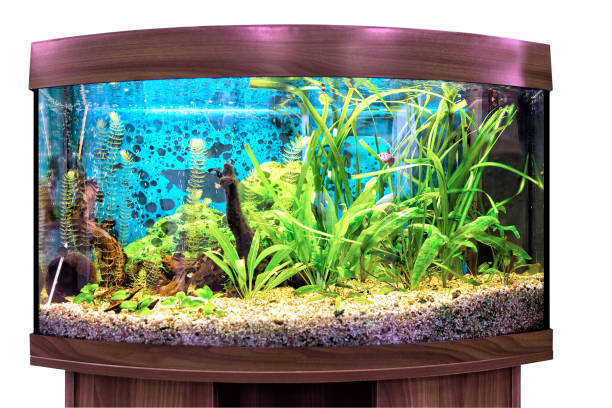 istock Beautiful semi-circular aquarium with tropical fish on a white background 887484338