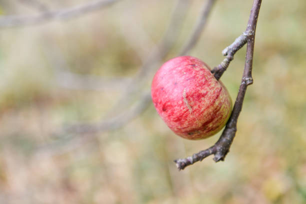 pomme rouge sur un arbre - maple green maple keys tree photos et images de collection