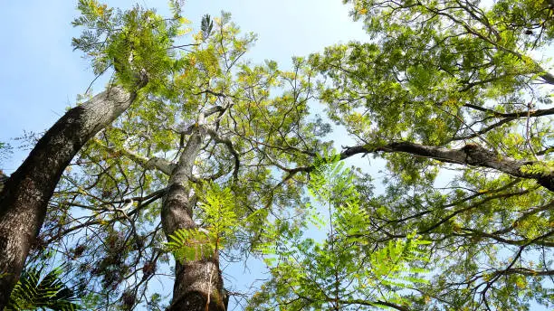 Large Trees