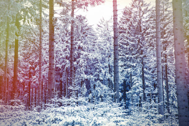 Wild wood in snow in south of Poland