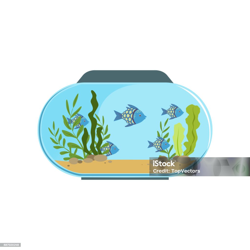 Bể Cá Có Hình Tròn Với Những Con Cá Kỳ Lạ Màu Xanh Bể Cá Nước Ngọt ...