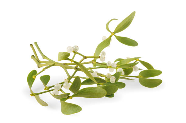 mistletoe branch with berries - european mistletoe imagens e fotografias de stock