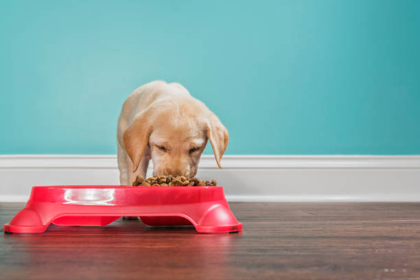 istock A Yellow Labrador puppy eating from a pet dish, - 7 weeks old 887508220