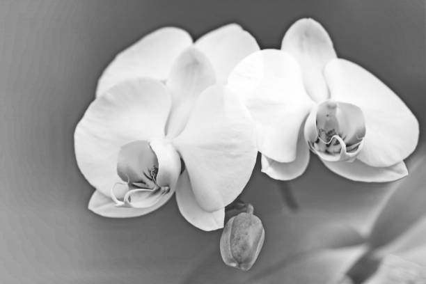 istock Beautiful Phalaenopsis Orchid 887508314