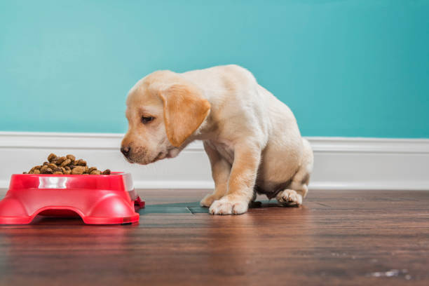 istock A Yellow Labrador puppy smelling kibble in a pet dish, - 7 weeks old 887508340