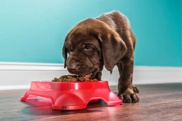 istock A Chocolate Labrador puppy eating from a pet dish, - 7 weeks old 887508470