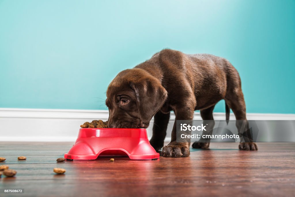 A Chocolate Labrador puppy eating from a pet dish, - 7 weeks old A low angle view of a cute adorable 7 week old Chocolate Labrador Retriever puppy eating from a red dog dish that is sitting on a dark hardwood floor with a white baseboard and teal colored wall in the background Dog Stock Photo