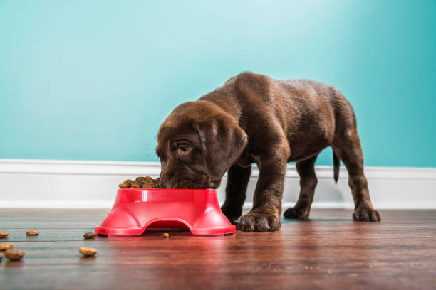 A Chocolate Labrador puppy eating from a pet dish, - 7 weeks old stock photo