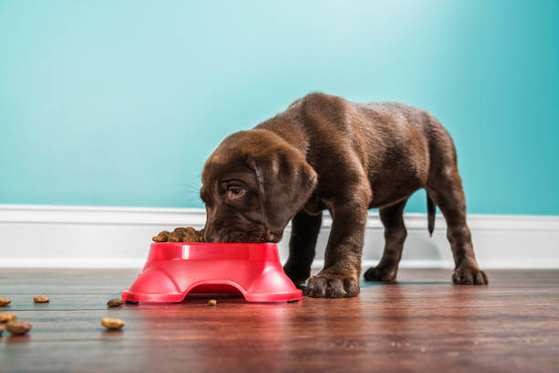 A Chocolate Labrador puppy eating from a pet dish, - 7 weeks old A low angle view of a cute adorable 7 week old Chocolate Labrador Retriever puppy eating from a red dog dish that is sitting on a dark hardwood floor with a white baseboard and teal colored wall in the background american dog stock pictures, royalty-free photos & images