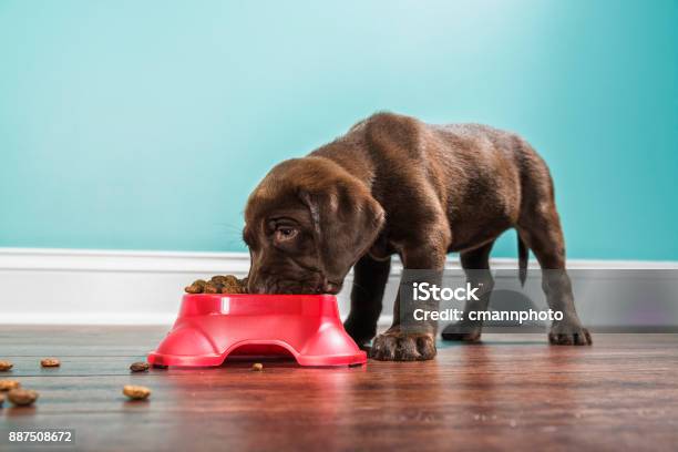 A Chocolate Labrador Puppy Eating From A Pet Dish 7 Weeks Old Stock Photo - Download Image Now