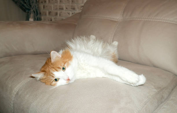 istock Red and white cat is resting on the couch 887509968