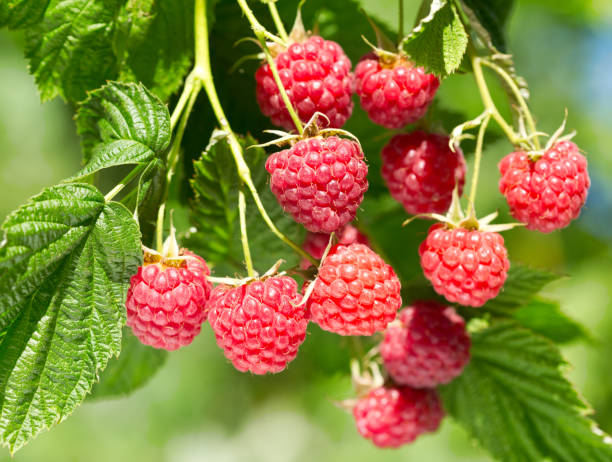istock branch of ripe raspberries 887517076