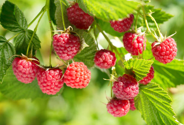 istock branch of ripe raspberries 887517080