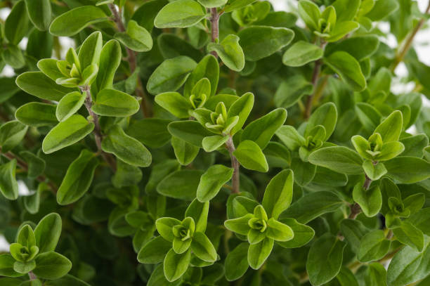 istock marjoram or oregano plants background 887522472