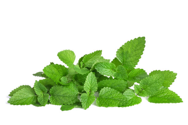 balsamo al limone fresco - lemon balm foto e immagini stock