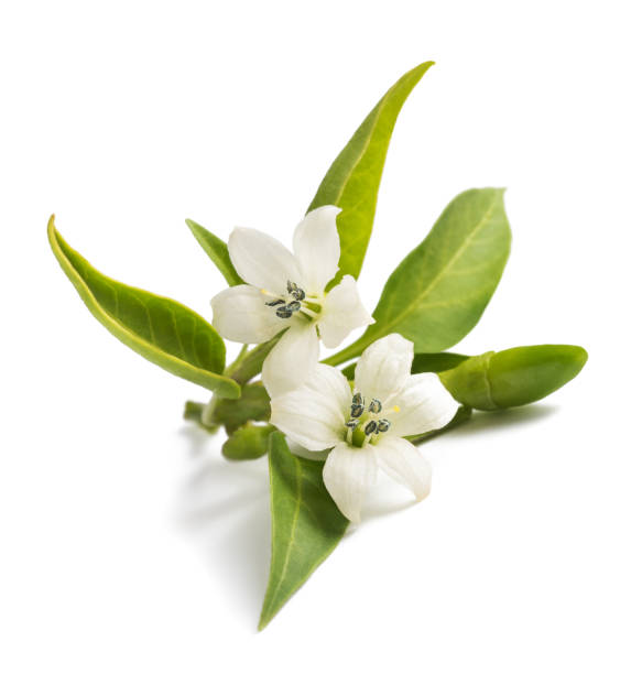 istock Chili peppers  flowers 887523068