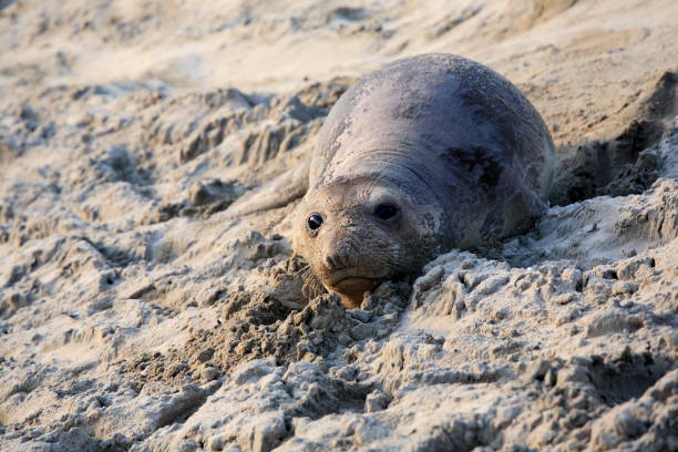 Baby elephant seal, in Año Nuevo State Park Año Nuevo State Park is a state park of California, USA, encompassing Año Nuevo Island and Año Nuevo Point, which are known for their pinniped rookeries. seal pup stock pictures, royalty-free photos & images