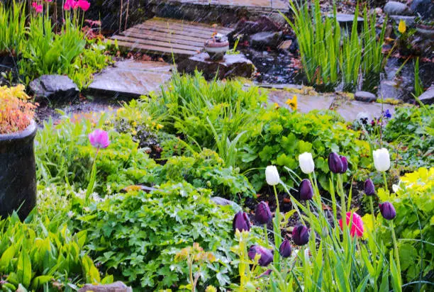 Photo of Scottish country garden, Spring rain
