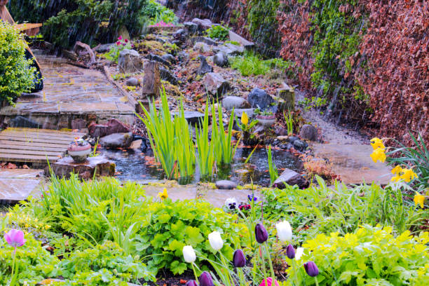 istock Scottish country garden, Spring rain 887524628