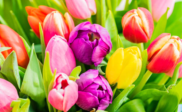istock Multicolored flowers, beautiful fresh tulips spring background 887527730