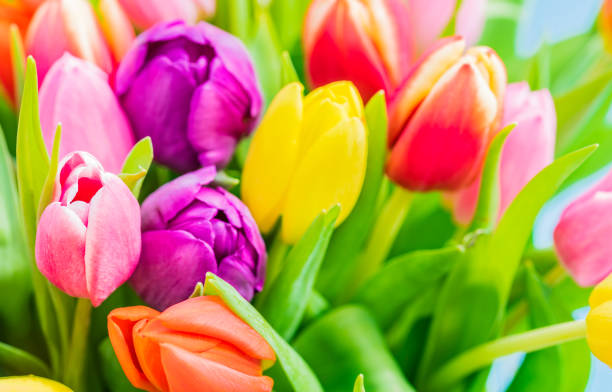 istock Bouquet of tulips 887527816