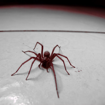 Image of a common UK house spider, Tegenaria domestica.