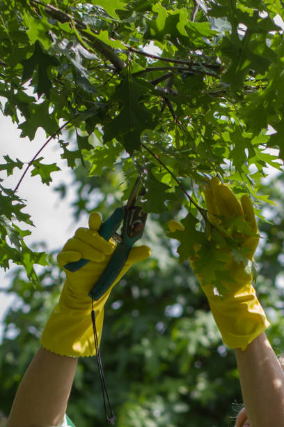 istock Working in the garden, garden care. 887532526