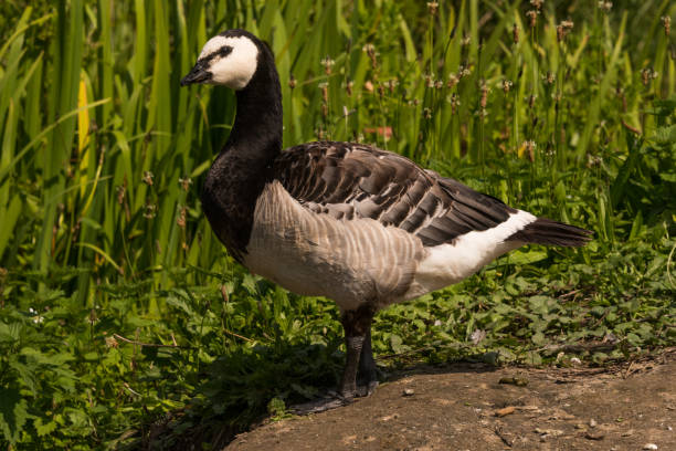 istock european Barnacle Geese (Branta leucopsis) sitting in gras 887532754