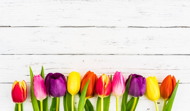 kolorowe kwiaty tulipanów dekoracji na białym drewnianym tle - tulip single flower flower yellow zdjęcia i obrazy z banku zdjęć
