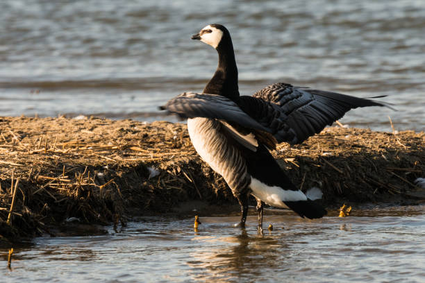 istock European Barnacle Geese Branta leucopsis at the beach 887533064