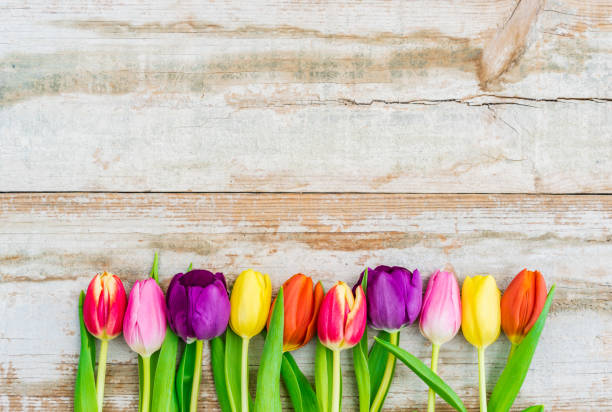 istock Beautiful fresh tulip spring flowers on rustic wooden background 887533354