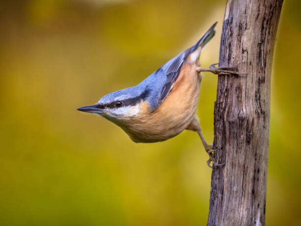istock European nuthatch clinging on branch 887537610
