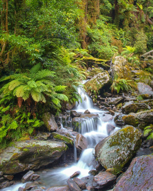 istock Waterfall in New zealand rain forest 887537984