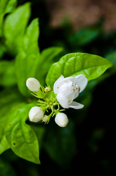 istock Arabian jasmine, jasmine tea flower 887538888