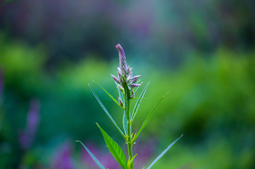 Short to medium, slightly hairy annual or biennial. Basal leaves forming a rosette, elliptical toothed or untoothed; stem leaves usually untoothed, unstalked. Flowers white, 3mm. Fruits linear, 5-20mm, hairless, not flattened.\n\n\n\n\n