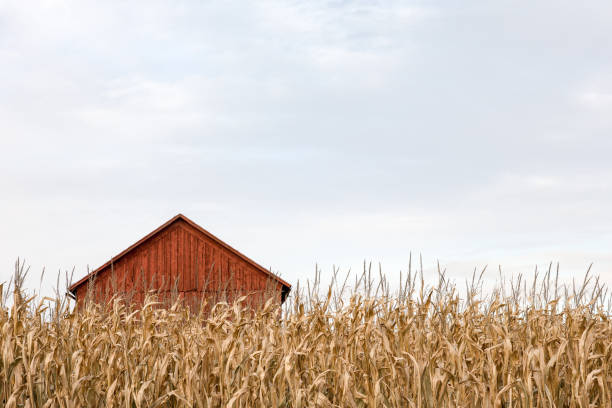 Rural lanscape with red barn in rural Ontario, Canada.