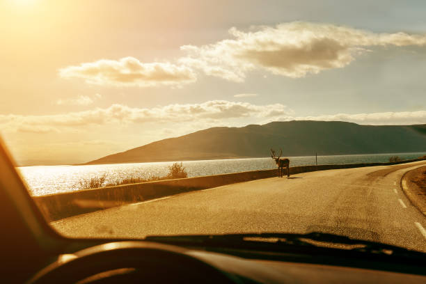 istock Deer walking on the road 887555038