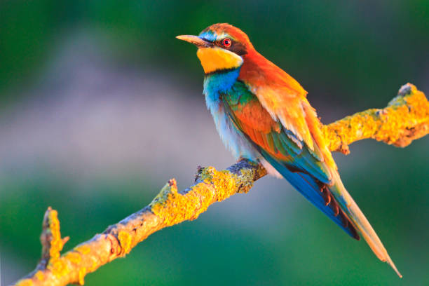 istock colored bird in the warm rays of the sun 887558314