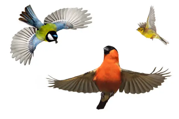 set of birds that overwinter in the garden , winter holidays, birds and creativity