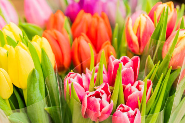istock Beautiful spring flowers background with colorful tulips 887558924