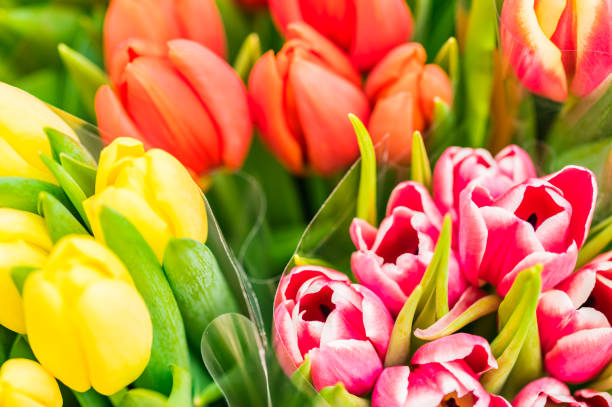 istock Bunches of tulips spring flowers 887558930