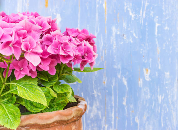 鍋に植物を美しいピンクのアジサイ - hydrangea gardening blue ornamental garden ストックフォトと画像