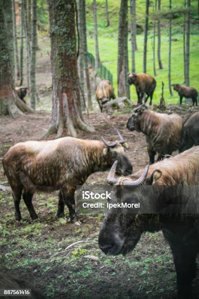 Takin The National Animal Of Bhutan Stock Photo - Download Image Now -  Bhutan, Himalayas, Chateau de Chambord - iStock