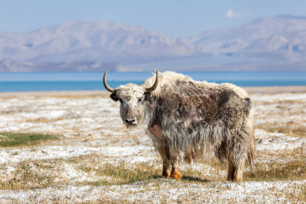 Yaks are heavily built animals with a bulky frame, sturdy legs, rounded cloven hooves, and extremely dense, long fur that hangs down lower than the belly. While wild yaks are generally dark, blackish to brown in colouration, domestic yaks can be quite variable in colour, often having patches of rusty brown and cream